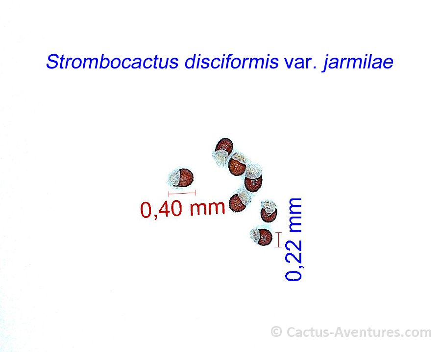 Strombocactus disciformis jarmilae JM